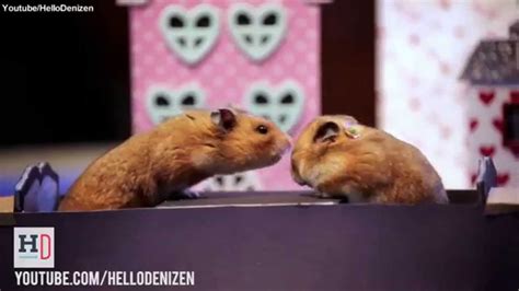 hamster dating